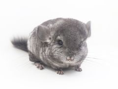 -龙猫仔乐园(惠福东路店)