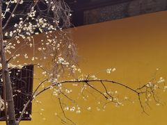 -西园戒幢律寺