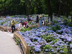 -上海共青森林公园