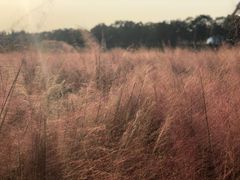 -艾溪湖湿地公园