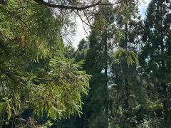 -玉苍山国家森林公园