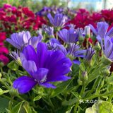 百花齐放