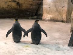 -大连圣亚海洋世界