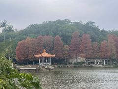 -深圳仙湖植物园
