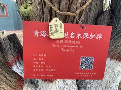 -梨苑林卡金陵山水酒店