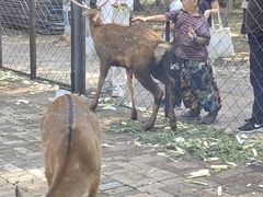 -长白岛森林公园