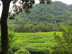 -中国茶叶博物馆(双峰馆区)