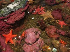 -西雅图水族馆