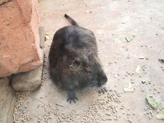 -深圳野生动物园