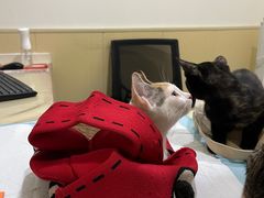 -佳怡动物医院·平价24小时·猫专科骨外科