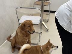 -共舞时光猫咖·狗咖(新街口店)