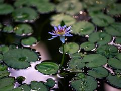 -国家植物园南园