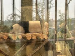 -成都大熊猫繁育研究基地