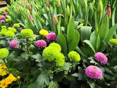 -南山植物园
