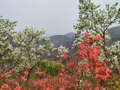 -木兰云雾山