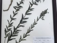 -中医院-的食堂