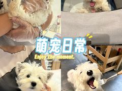 -翊宠yipet猫狗购宠庄园犬舍•猫舍