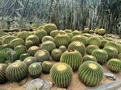 -深圳仙湖植物园