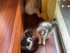 -楼上猫咖(罗湖店)
