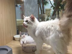 -屋虎猫馆(宝安大仟里店)