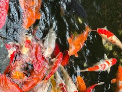 -广州白天鹅宾馆