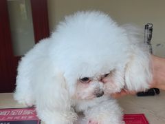 -艾贝尔宠物医院 ·内科全科(梁溪路店)