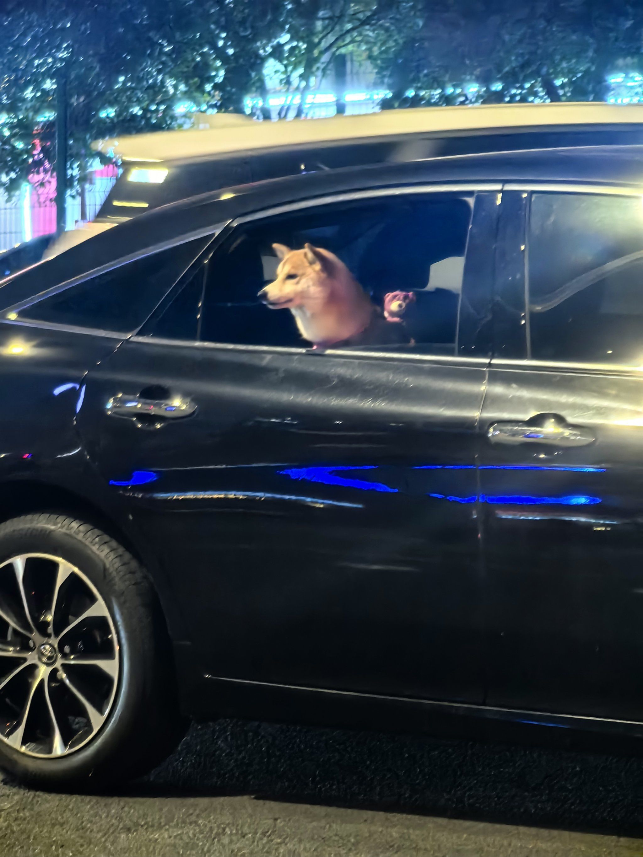 狗狗坐车