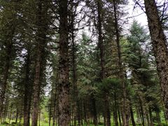 -硗碛藏寨·神木垒景区