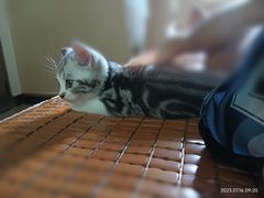 -lincat·猫舍(广州店)