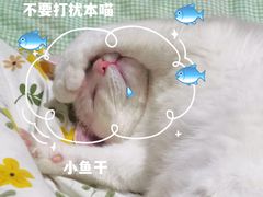 -宠物梦想家(日月豪庭店)