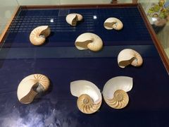 -青岛贝壳博物馆