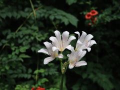 -上海吴淞炮台湾国家湿地公园