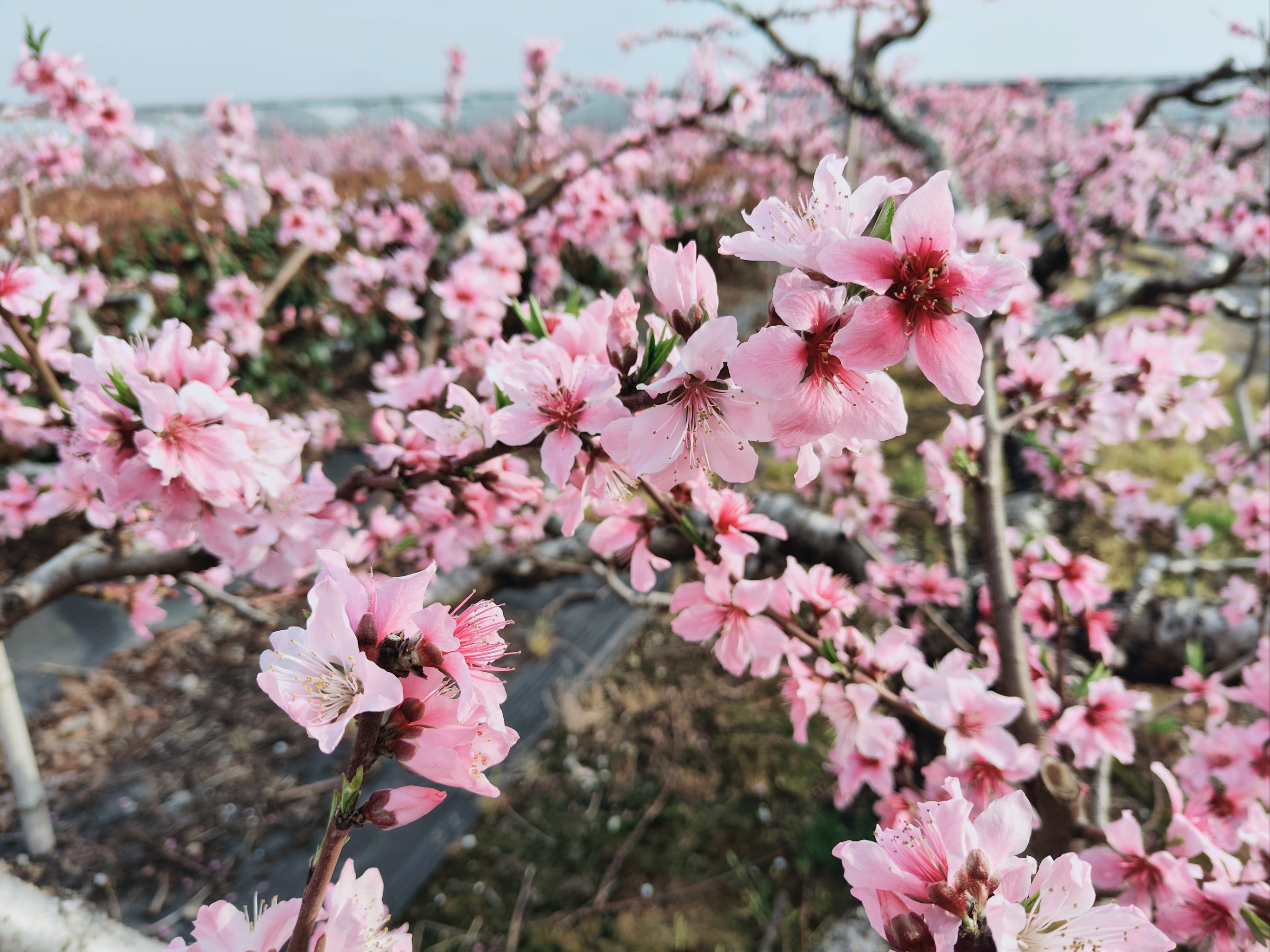 浦东桃花节之万祥会场,油菜花和桃花都好美啊