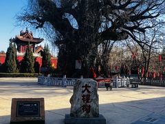 -大槐树寻根祭祖园