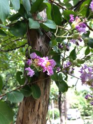 -南京医科大学友谊整形外科医院