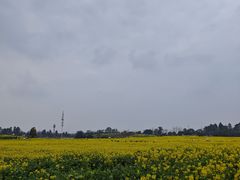 -三圣花乡旅游区