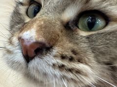 -1013 PET SHOP 宠物商店(近铁城市广场店)