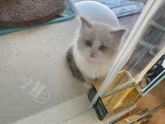 -糯米喵星人总部直营旗舰店·猫舍·幼猫出售