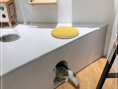 -COLOR PETS 撸猫馆·购猫·猫咖(长风大悦城店)