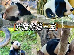 -广州长隆野生动物世界
