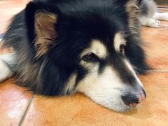 -more than meow吴止猫主题餐厅(承德 中船汇店)