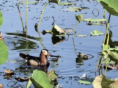 -杭州香格里拉·香宫中餐厅