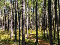 -莫尔道嘎国家森林公园