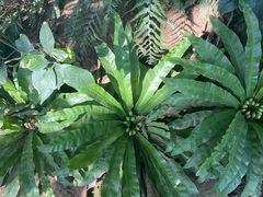 -南山植物园