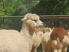 -青藏高原野生动物园