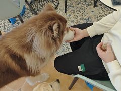 -Let's go狗咖·猫咖·奶狗·桌游(春熙路IFS店)