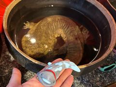 -印象鲵宴·张家界地标美食名片(溪布街店)