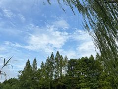 -青枫公园