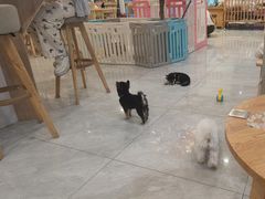 -柴犬小屋·柴餐厅·狗咖食堂(金鼎广场店)