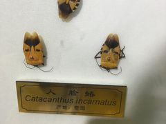 -上海昆虫博物馆